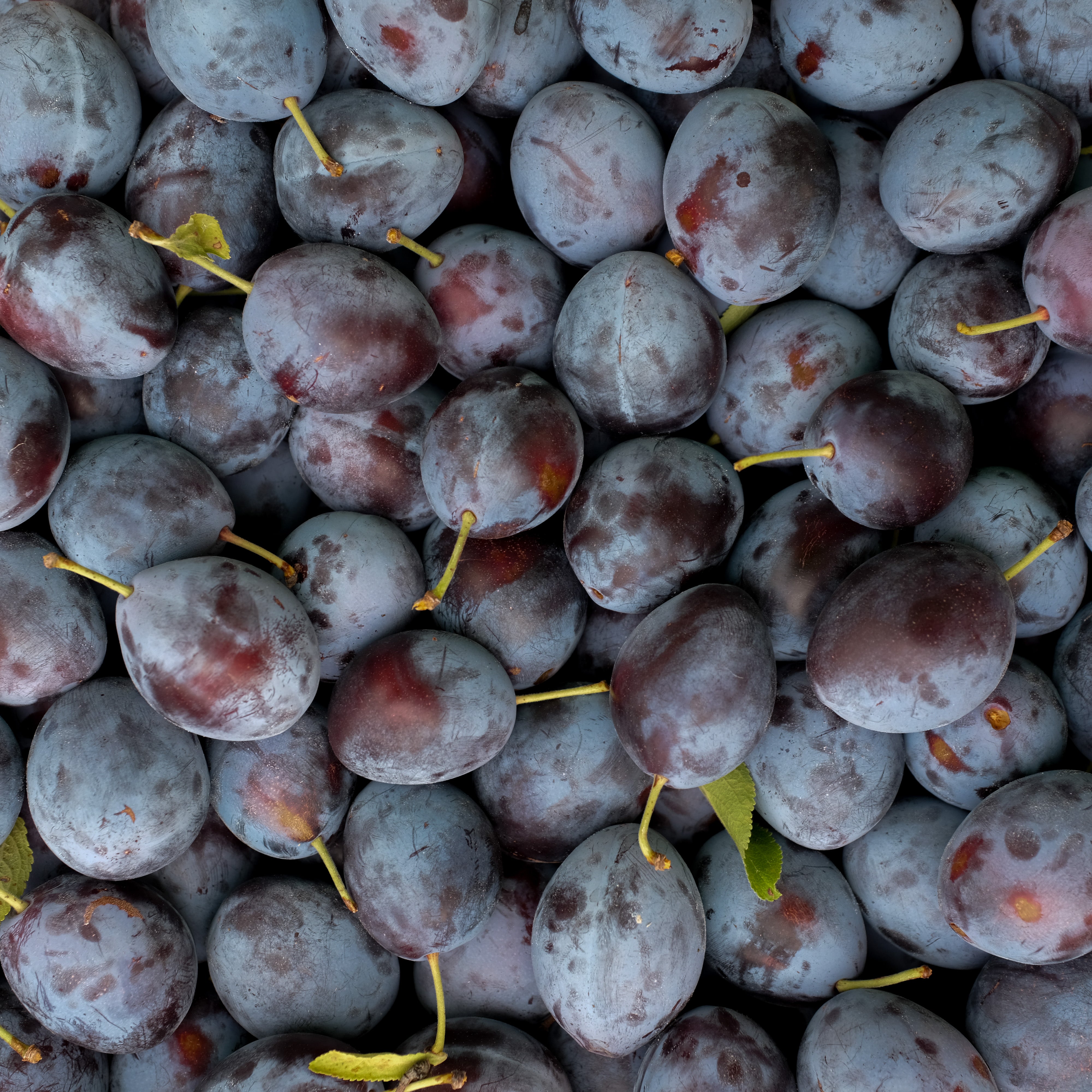 Plum Sauce – Tofino Ucluelet Culinary Guild
