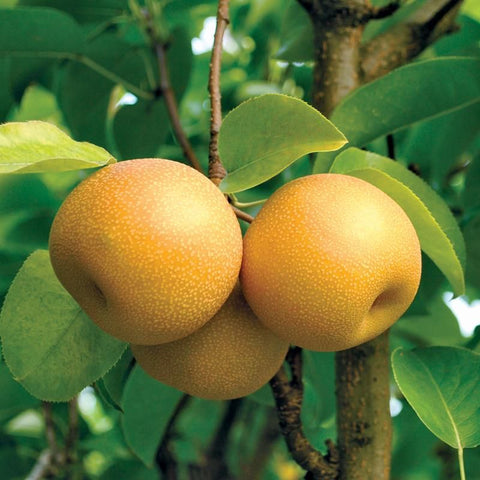 Pears, Asian, 2.5lb, Ari Rang Variety, Klatt Farms