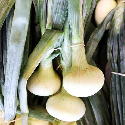 Onions,White Mix, 2 lbs, Shelter Farm