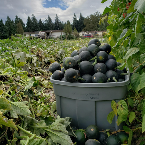 Gem Squash, 1 ct, Lockwood Farms