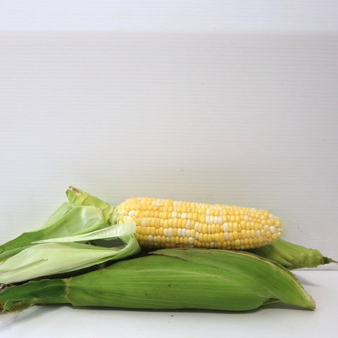 Krause Kickstart Corn