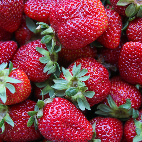 Strawberries, *Half Case*, June-bearing Variety, 7.5lbs, Krause Berry Farm,