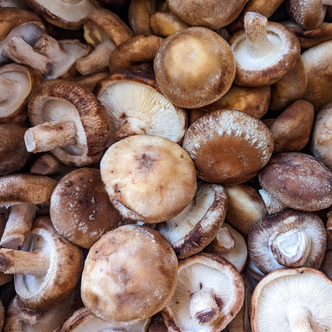 Mushrooms, Shiitake, Organic, 1lb, Ponderosa Mushrooms
