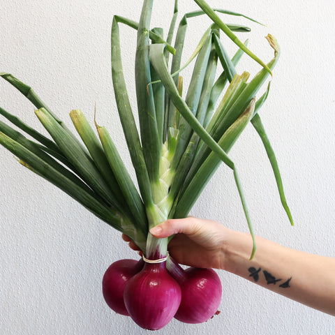 Onions,White Mix, 2 lbs, Shelter Farm