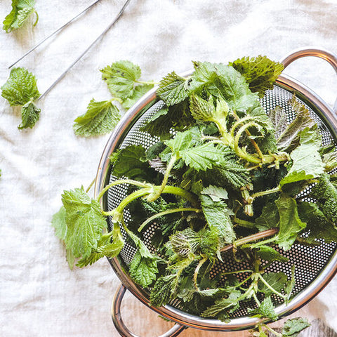 Stinging Nettles, 1lb, B.C