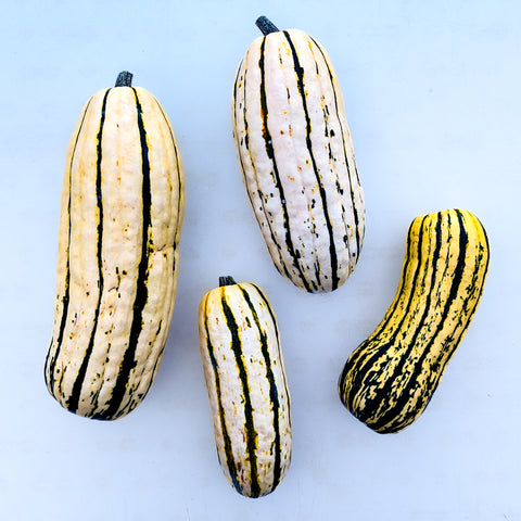 Squash, Delicata, Organic, 5lb, Tatlo
