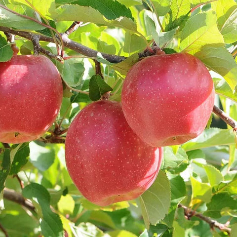 Apples, Sunrise, 3lb, Klatt Farms