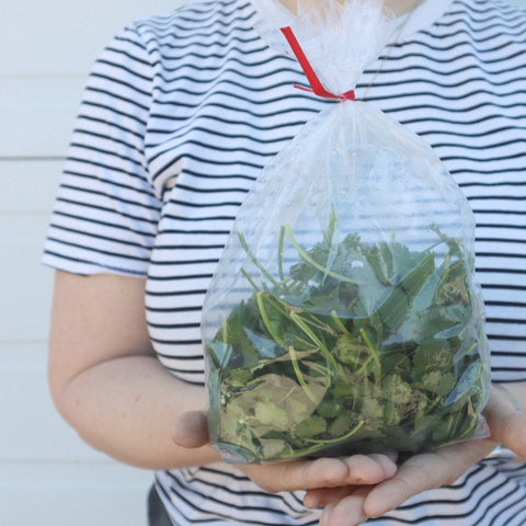 Cilantro Bagged Tatlo Road Farm