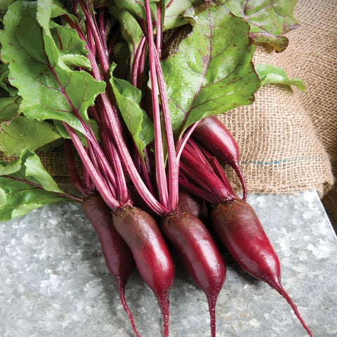 Beets, Cylindrical, Organic, 2lb, Tatlo Road Farm