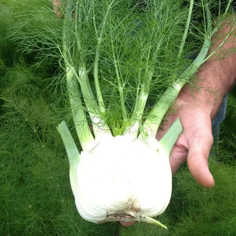 Fennel, 1ct, Michell's Farm