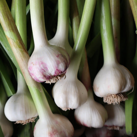 Garlic, Fresh, 1 bulb, Stalks on, Organic, Tatlo Road Farm