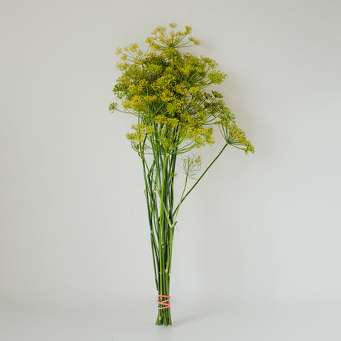 Dill, 1 bunch, Organic, Tatlo Road Farm