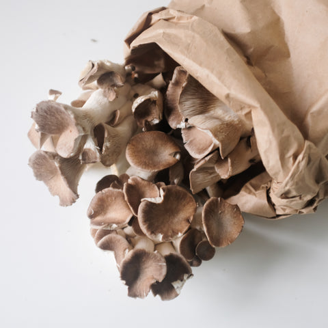 Mushrooms, Velvet Oyster,Organic,1lb, Ponderosa Mushrooms