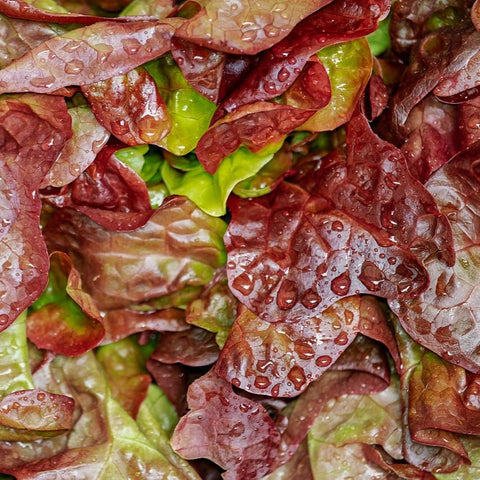 Red Lettuce