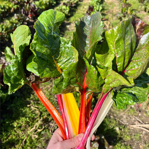 Rainbow Chard Michell's