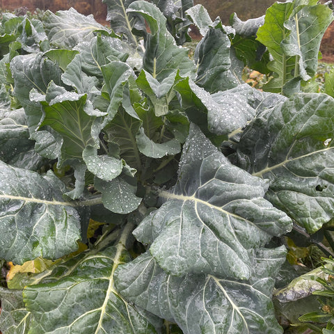 Collard Greens, 1 bunch, Shelter Farm