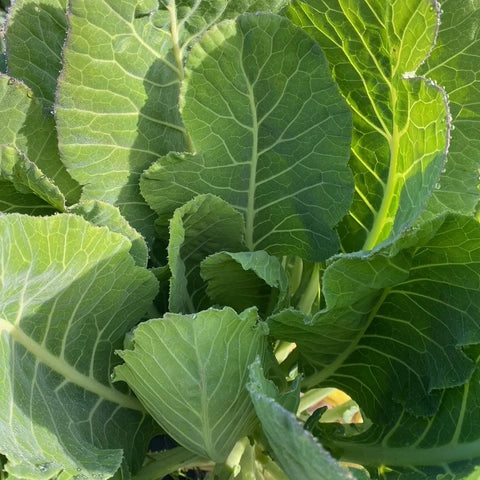 Collard Greens, 1 bunch, Shelter Farm