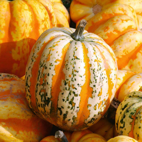 Celebration Squash Gnocchi