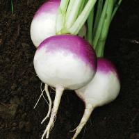 Turnips, Tops on, 1 bunch, Lockwood Farms