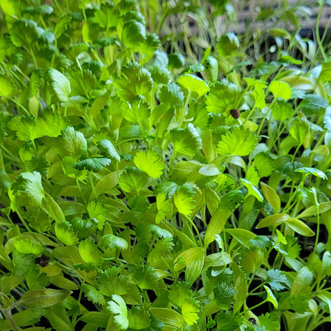 Cilantro, Microgreens, 0.25lb, Tofino Farm