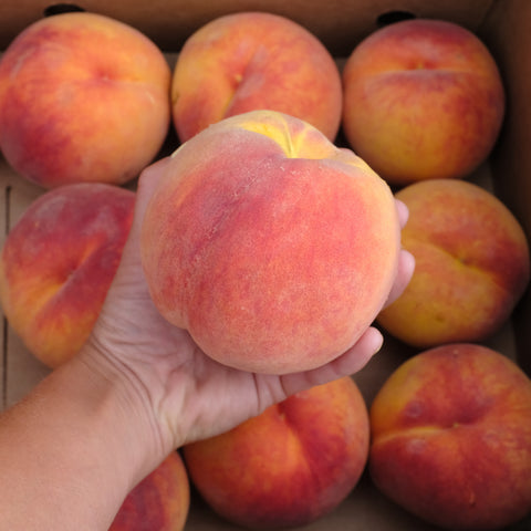 Peaches, Glo Haven Freestone, Large Size Tree Ripened, 10lb, Martin Rothe Orchard