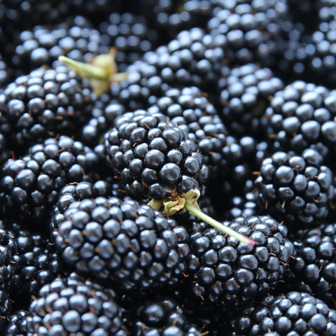 Blackberries, Frozen, 4lb, Krause