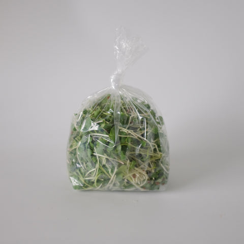 Daikon Radish Shoot, 0.25b, Tofino Farms