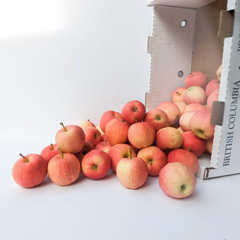 Apples, Gala, *Full Case* 20lb, Organic, Northern Lights Orchard