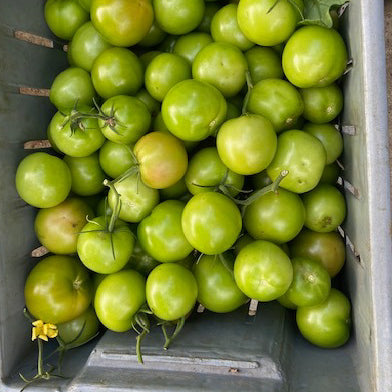 Tomatoes, Green, 2lb, Glanford Greenhouse