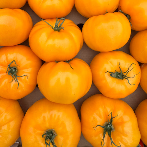 Tomatoes, Golden, 1.5lb, Sunwing Greenhouses