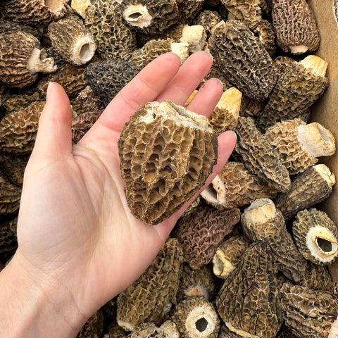 Mushrooms, Morels, 0.5lb, B.C, Ponderosa Mushrooms