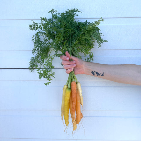 Carrots, Rainbow, 1 bunch