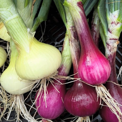 Onions,White Mix, 2 lbs, Shelter Farm
