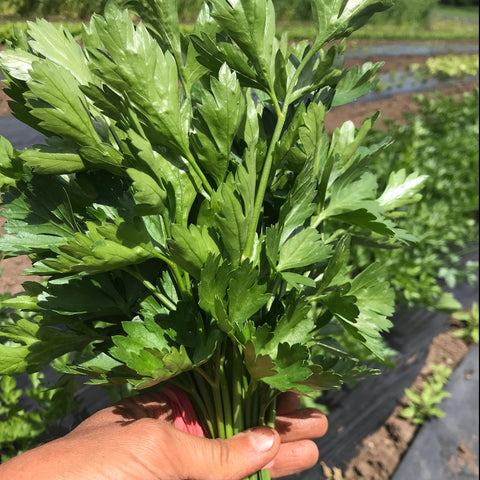 Flat Leaf Parsley