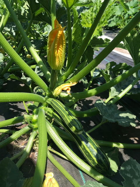 Zucchini, Mix, 2lbs, Organic, Tatlo Road Farm