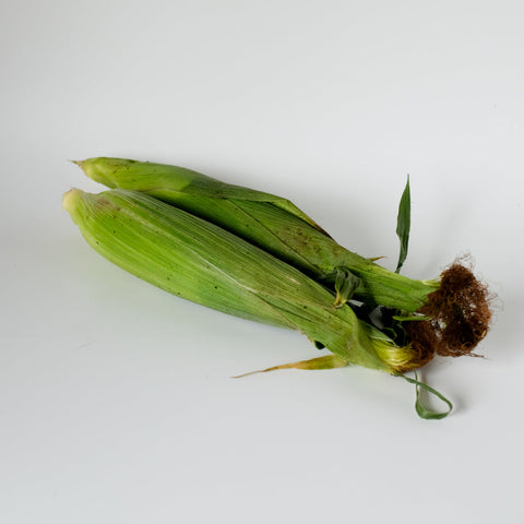 Two fresh ears of corn with green husks and visible roots, photographed on a plain light gray background.