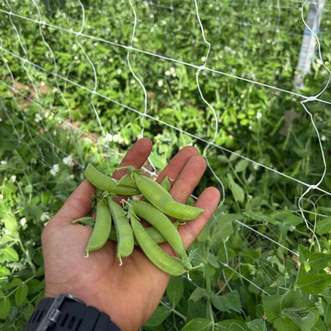 Sugar Snap Peas, 1lb, Organic, Longview Farms