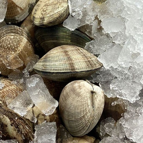 manilla clams on ice