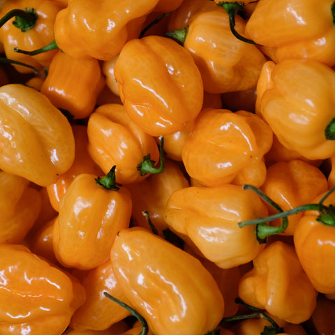 Peppers, Habanero, 1lbs, B.C.
