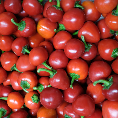 Peppers, Cherry Bomb, 1 lb,Organic, Lina's Garden