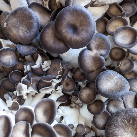 Mushrooms, Velvet Oyster, 4lb