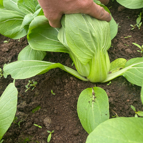 Pac Choi, 1 bunch, Approx 12 oz, Organic, Tatlo Road Farm