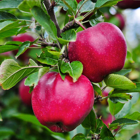 Apples, Pink Lady, 3lb, Okanagan Valley, B.C.