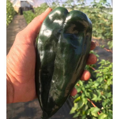 Peppers, Poblano, 1lb, Organic, Tatlo Road Farm