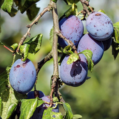 Prune Plums on Tree