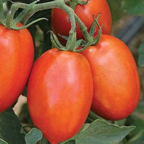Tomatoes, Roma, 10lbs, Sunwing Greenhouses