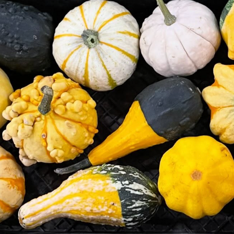 Squash, Gourds Assorted, 5lb, Gobind Farm