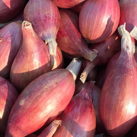 Tatlo Road Shallots Large