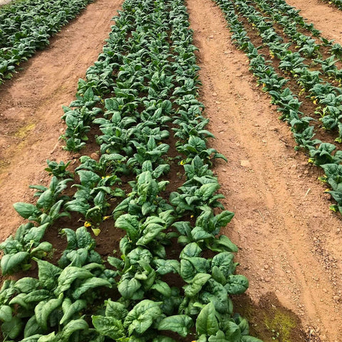 Spinach, Organic, 0.5lb, Tatlo Road Farm