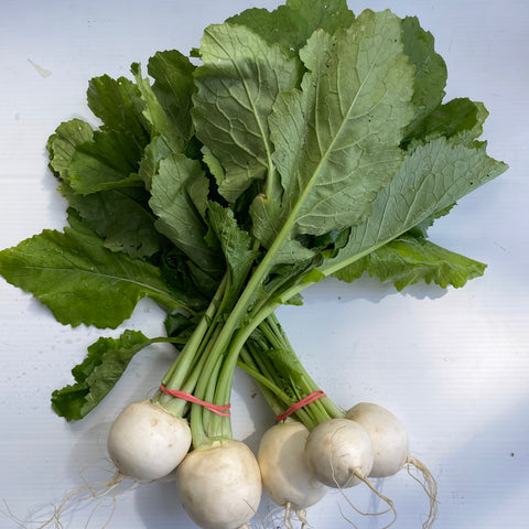 Turnips, Hakurei (Japanese), bunch, Green Fire Farm